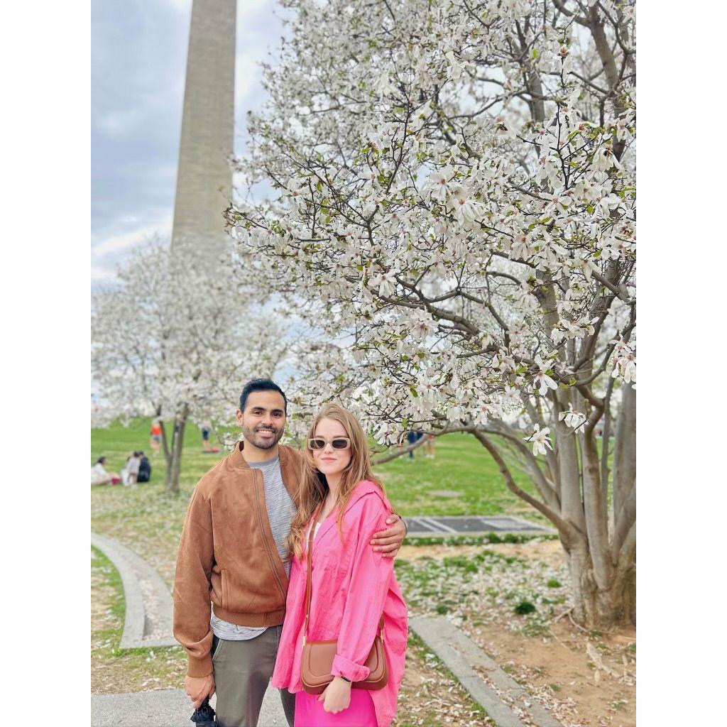 DC Cherry Blossoms