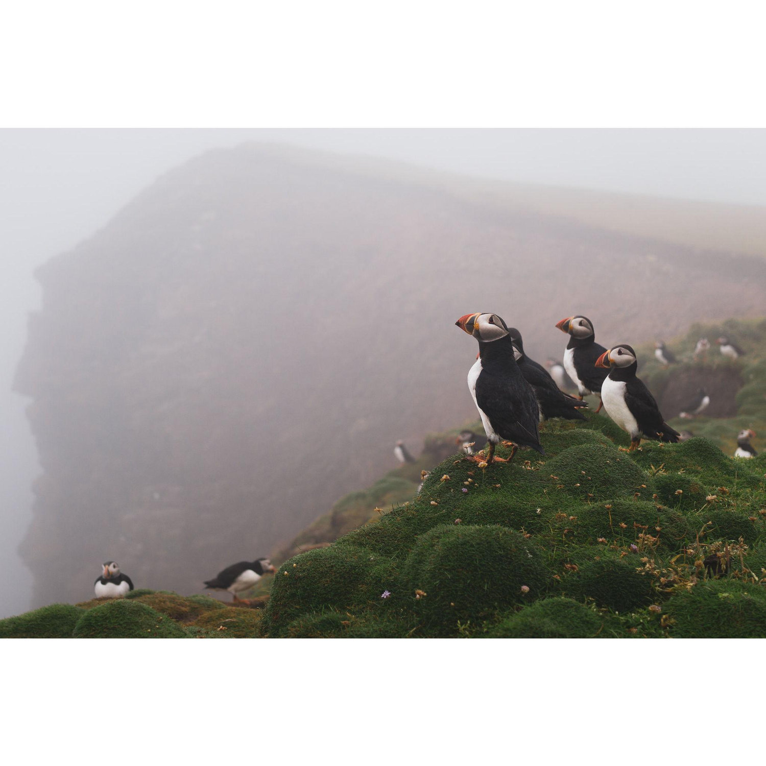Puffins seen at Bergaroo near North Light