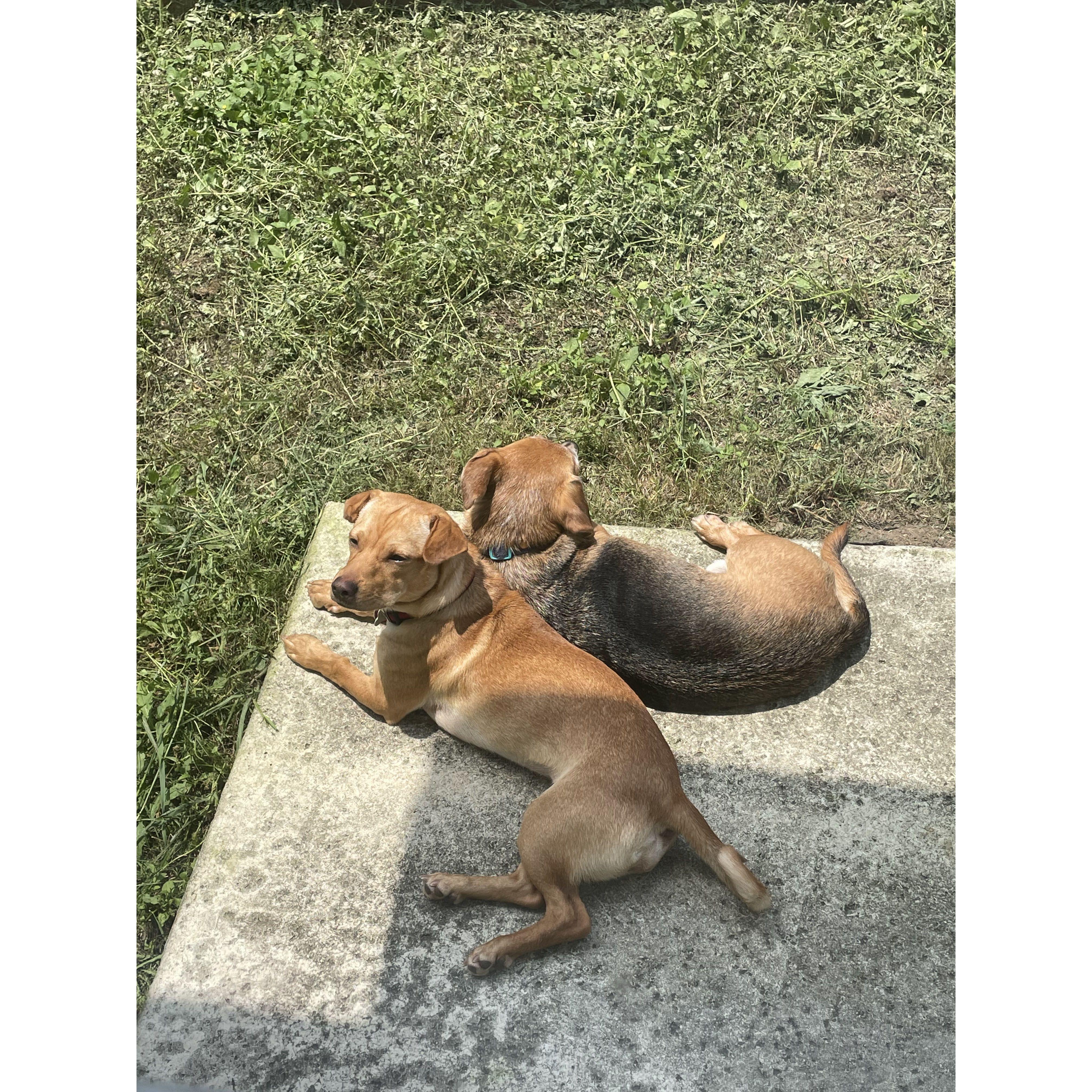 Our dogs - io and maple