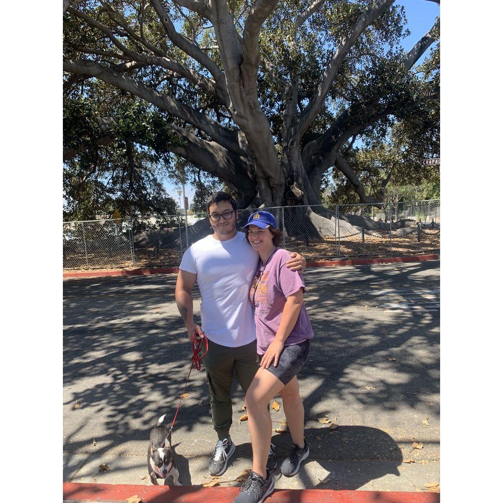 Giant Fig Tree, Santa Barbara, CA, 2022.