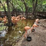 Jungle Island