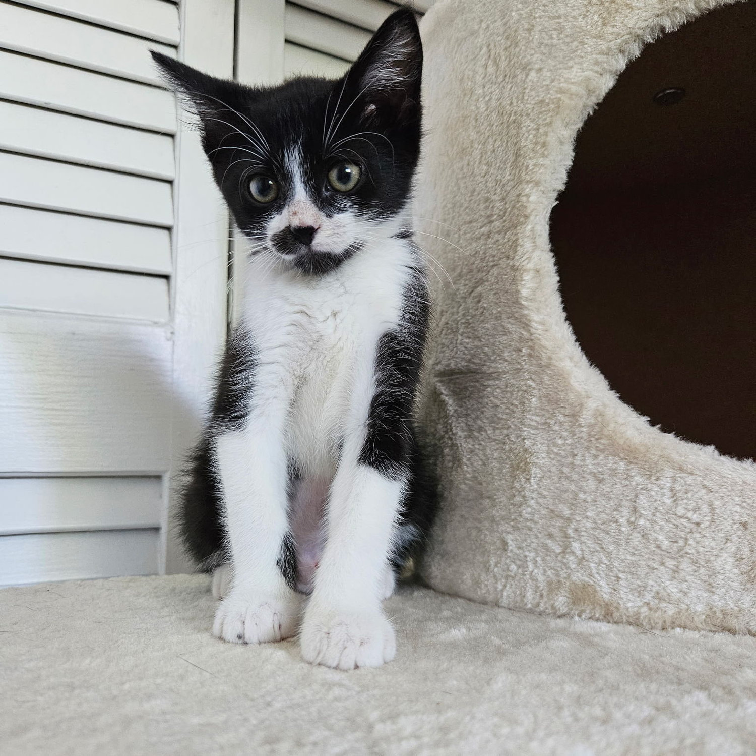 We got another cat! June 2026
