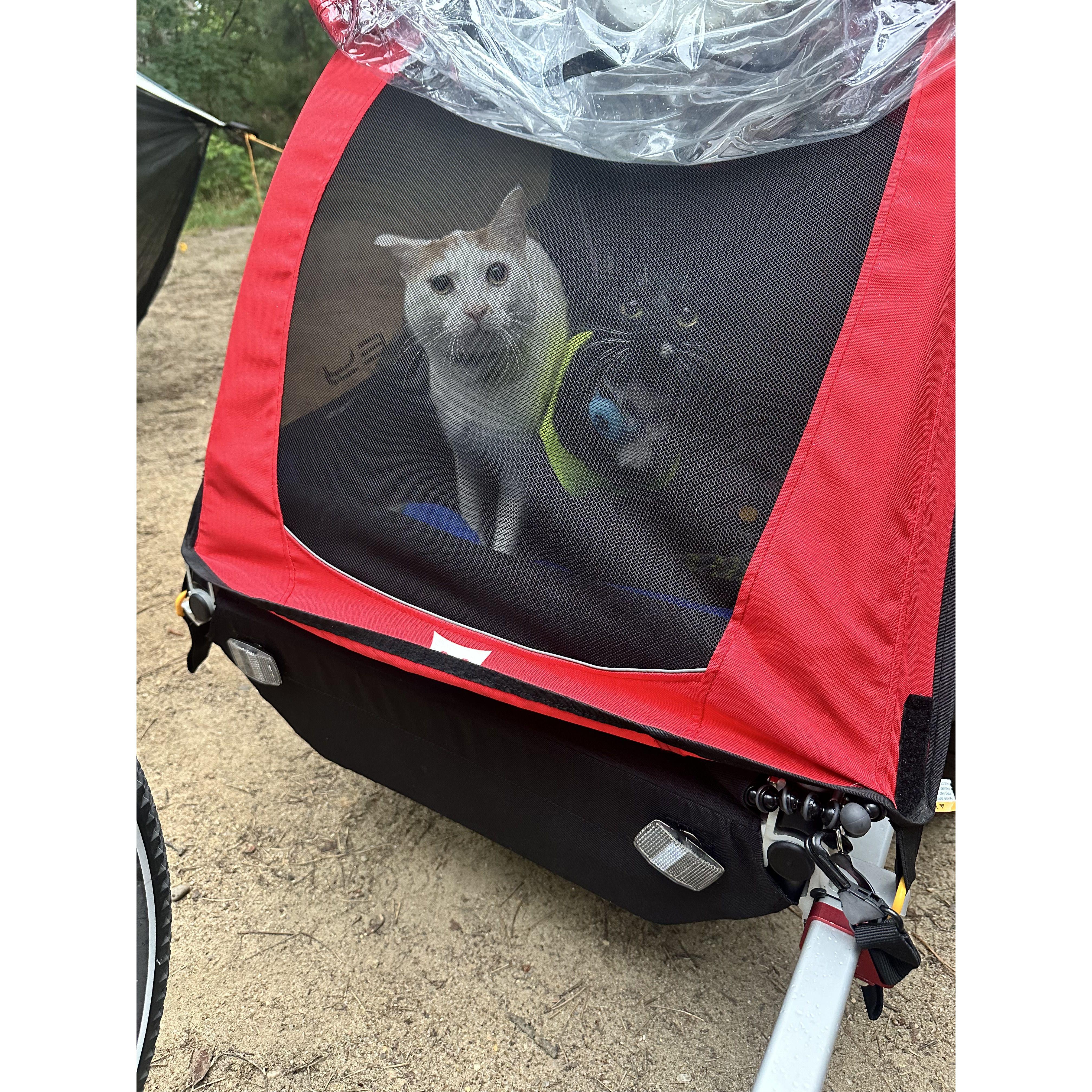 Biking on the Cape Cod Rail Trail | Brewster, MA