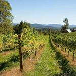 Virginia Wine Trails