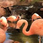 Flamingo Wildlife Habitat