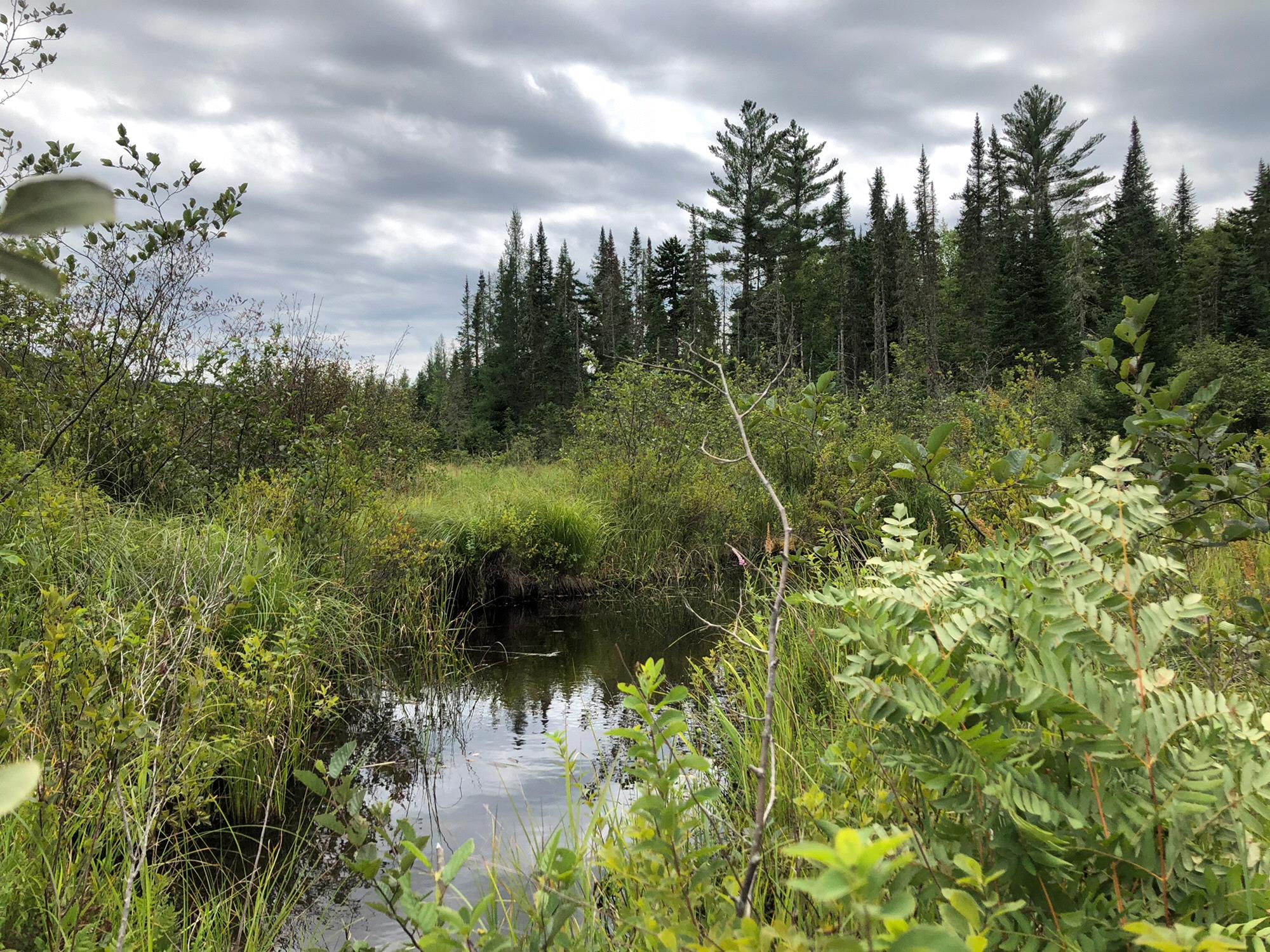 Peacham Bog, VT