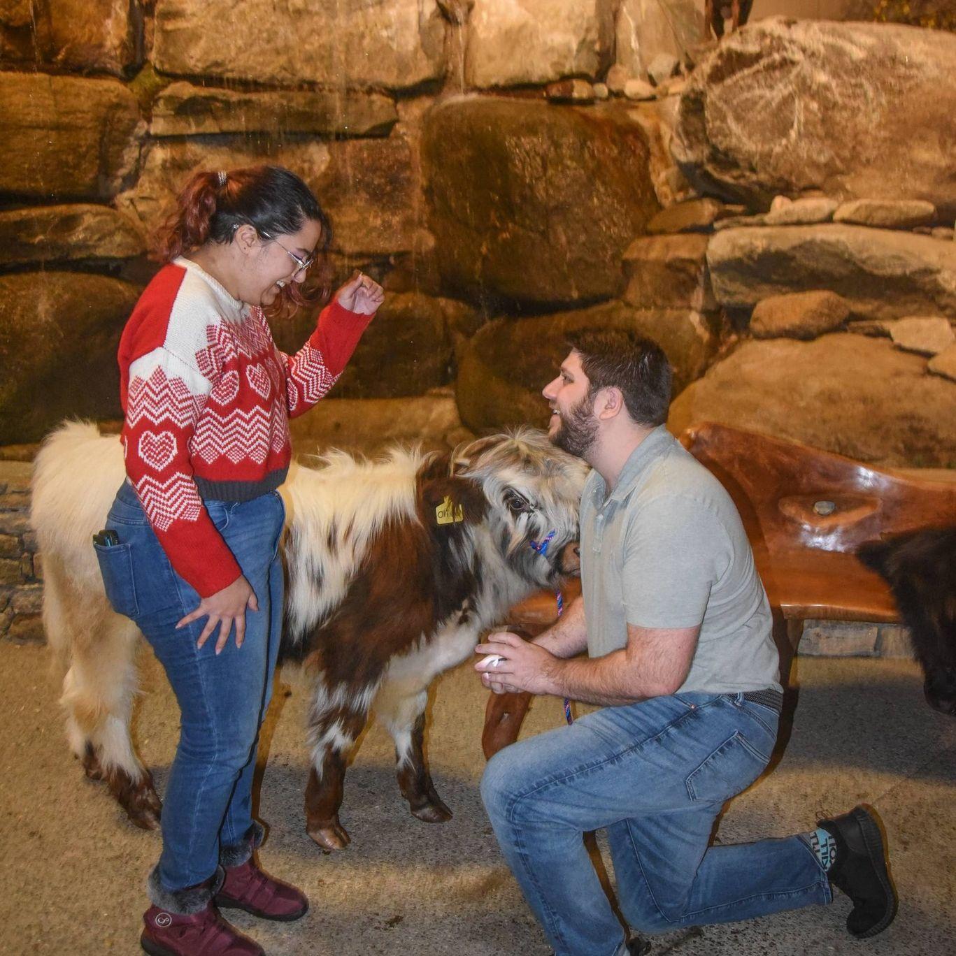 We got engaged while meeting two lovely Highland Calves