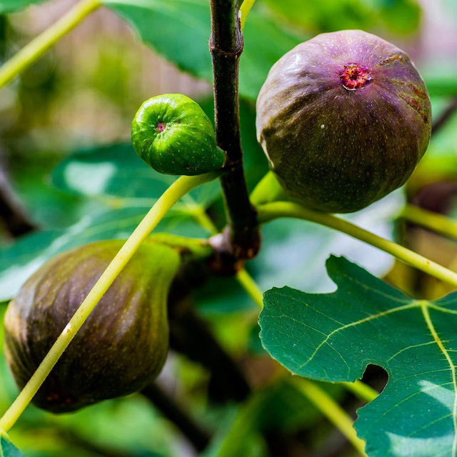 Pixies Gardens Fig Brown Turkey Considered One of The Tastiest and Best Growing Variety (2 Gallon)