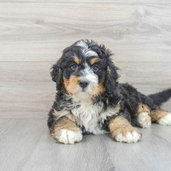 Our New Puppy