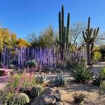 Desert Botanical Garden