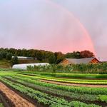 9 Bean Rows