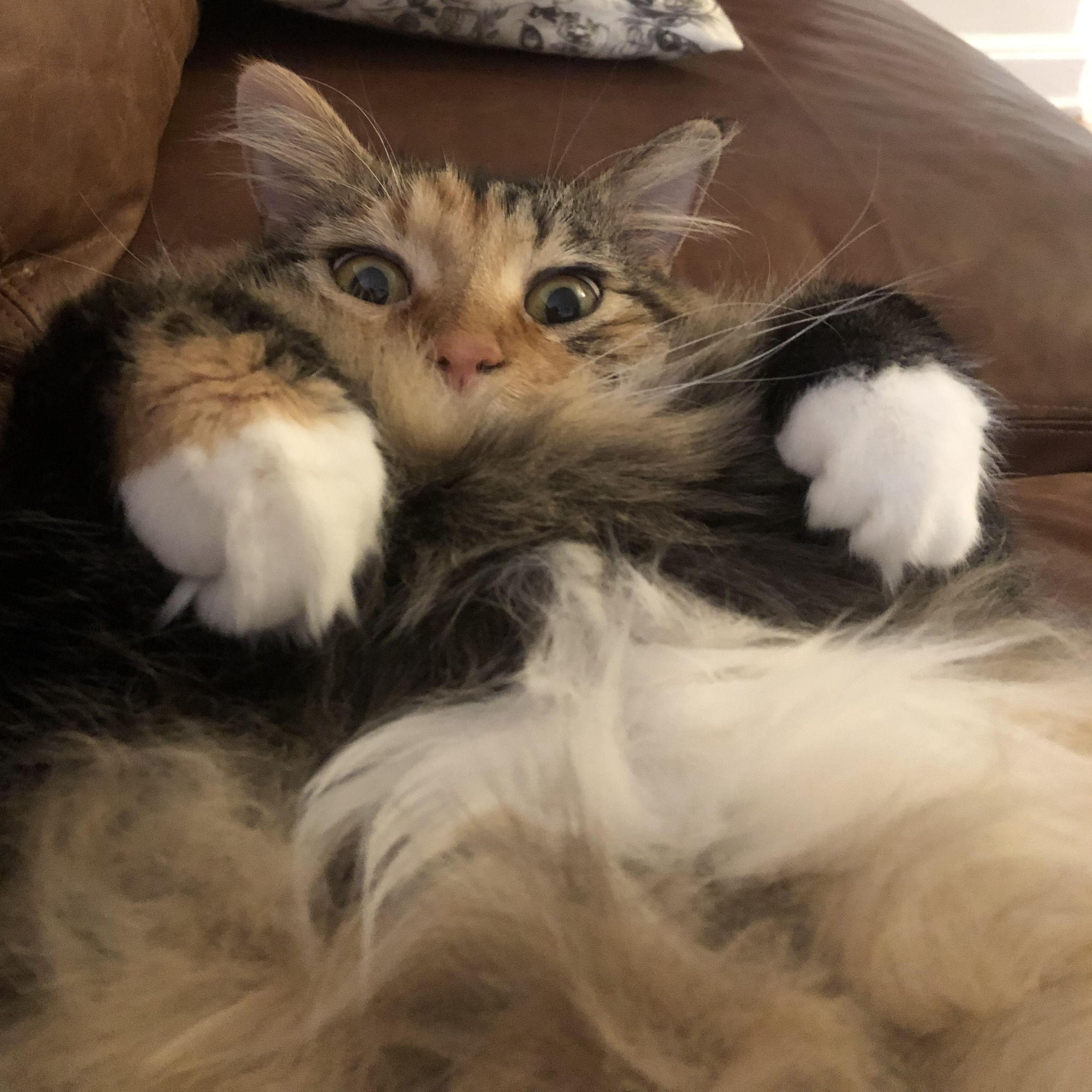 We weren't kidding they are so fluffy!