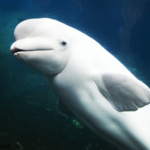 Mystic Aquarium