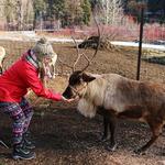 Leavenworth Reindeer Farm