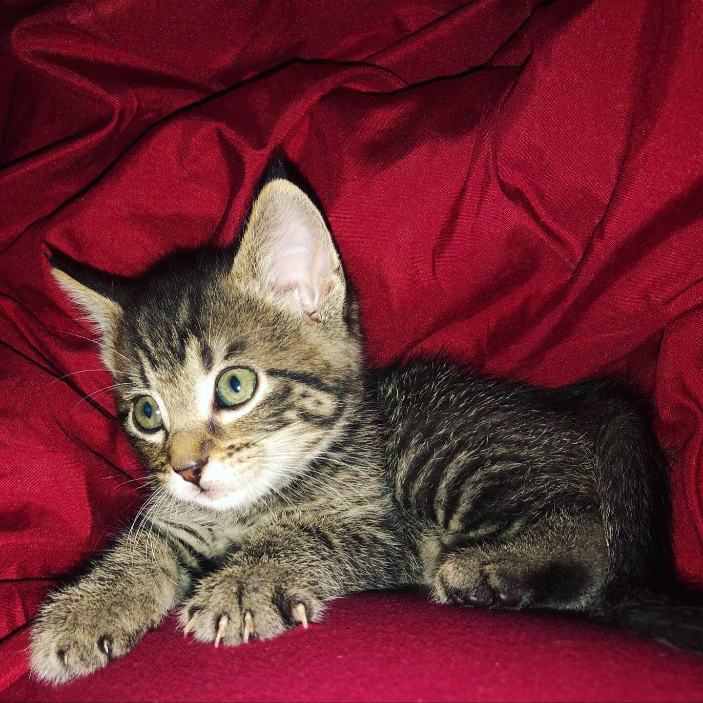 We went from a couple to a family when we introduced Loki into our lives.