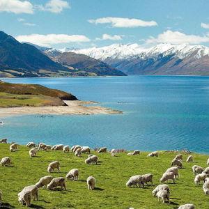 New Zealand Honeymoon Fund!