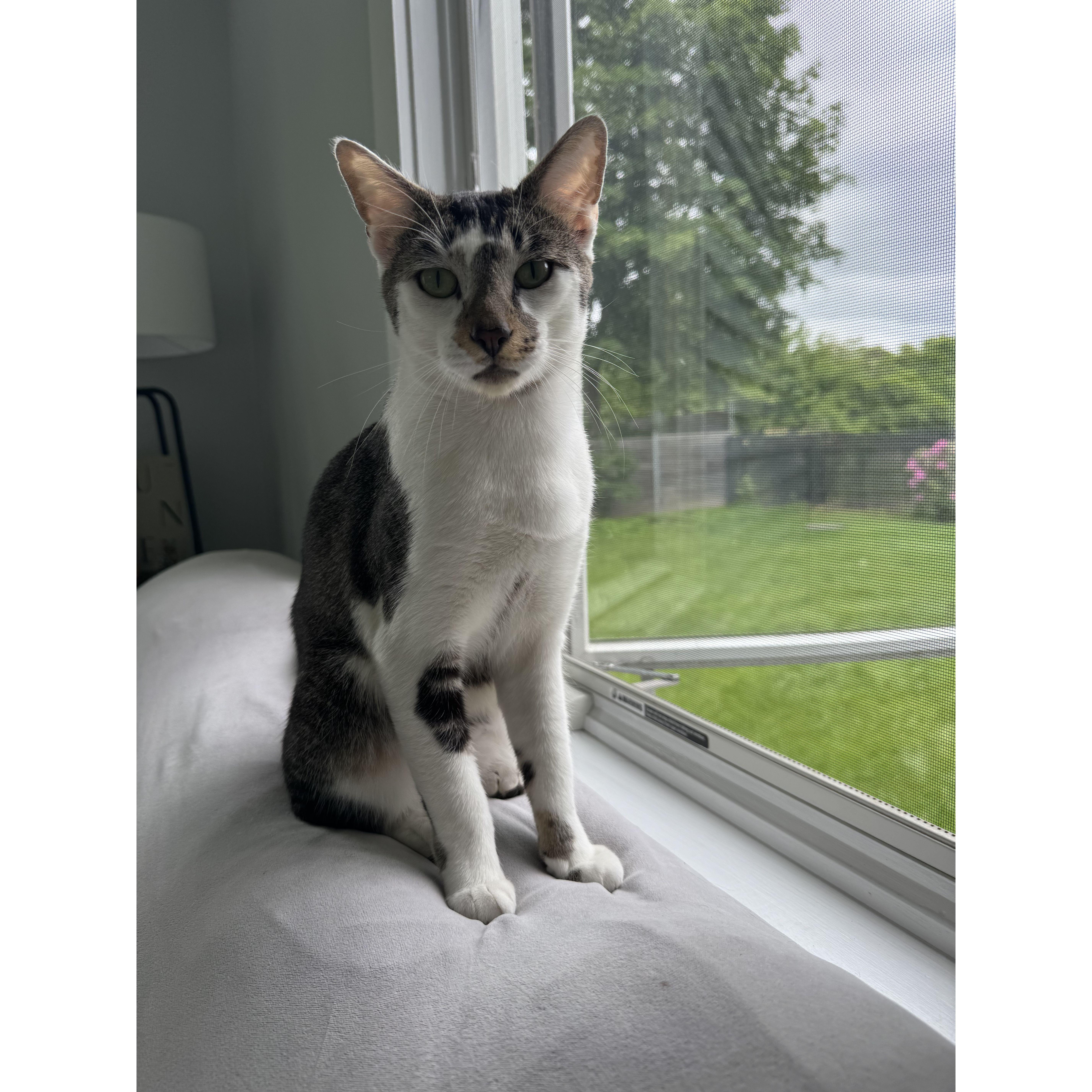 Our second foster kitty joins us, Pepe!