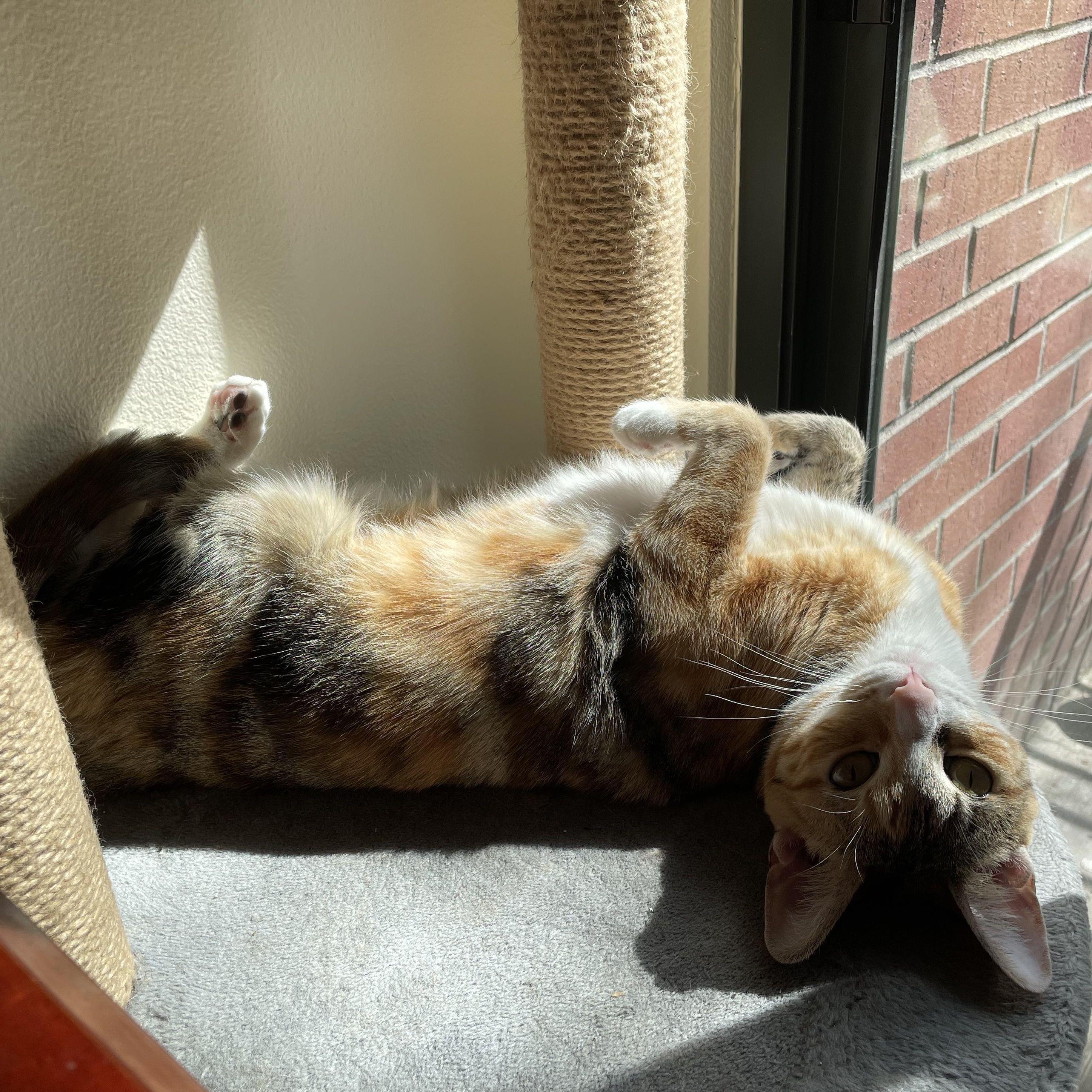 This is our cat Sesame. She is very silly.