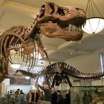 American Museum of Natural History