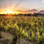 Restoration Vineyards