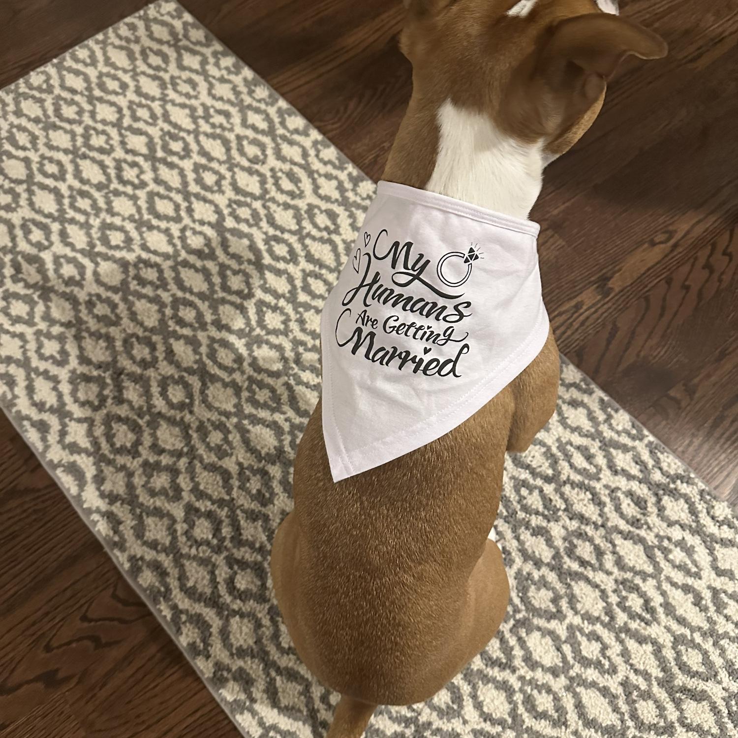 My humans are getting married! 

Thanks Aunt Zoe!