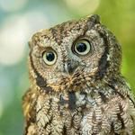 Oregon Zoo
