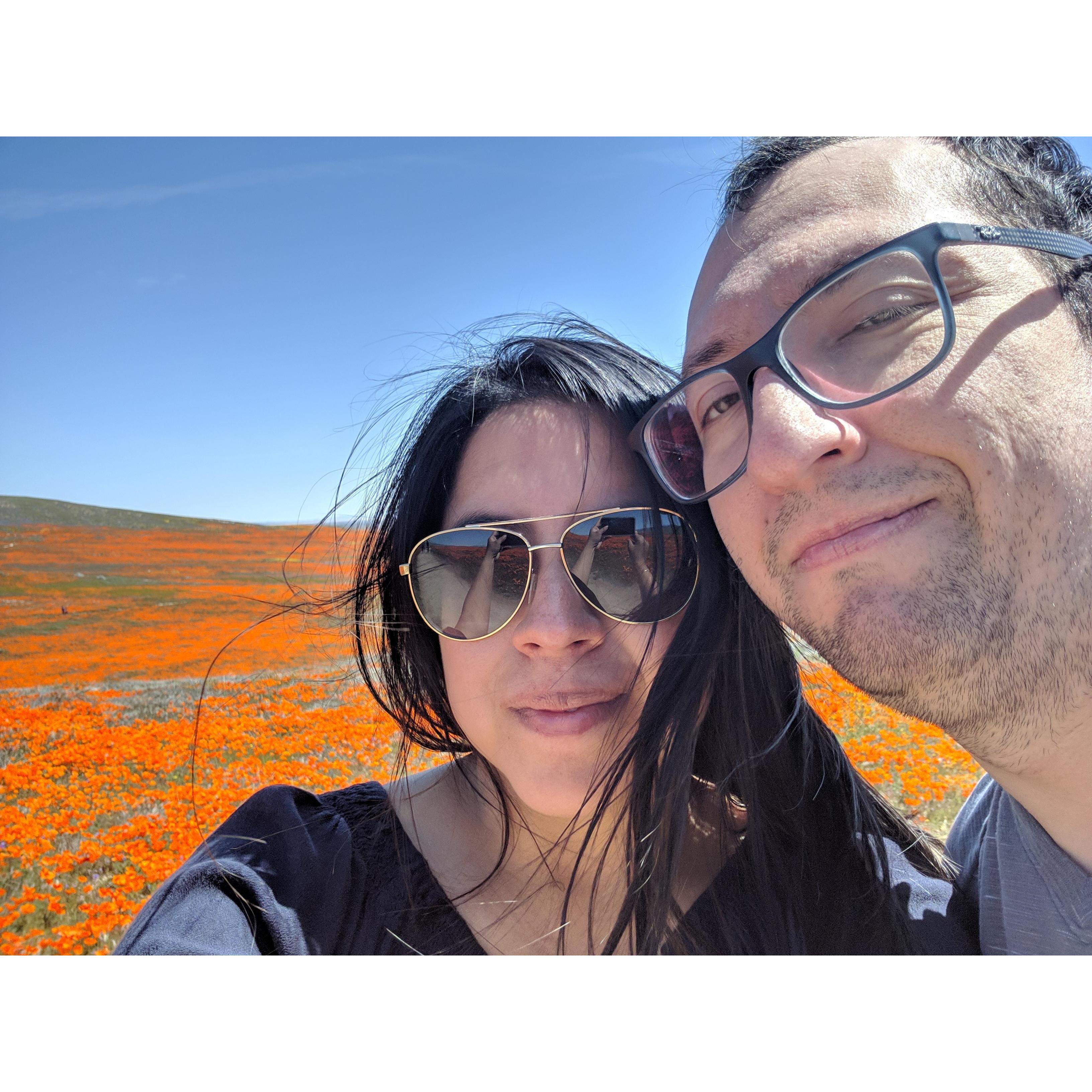 Antelope Valley super bloom.