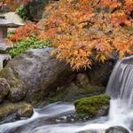 Anderson Japanese Gardens