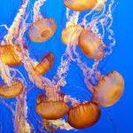 Monterey Bay Aquarium