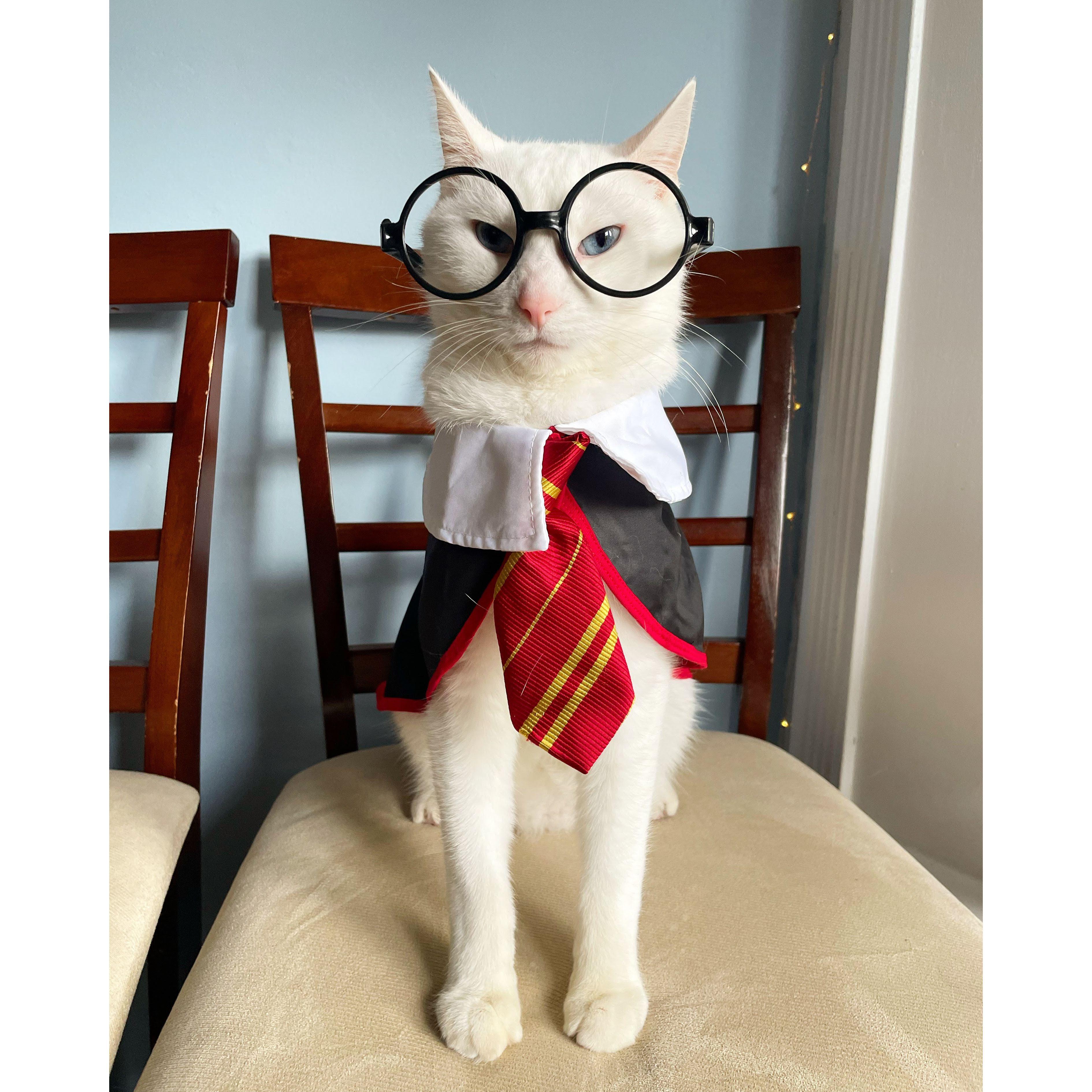 Mr. Mochi being all distinguished and such