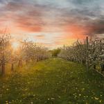 Plymouth Orchards & Cider Mill