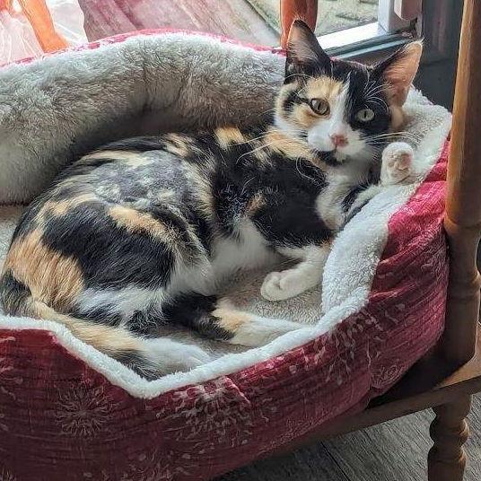 Mocha