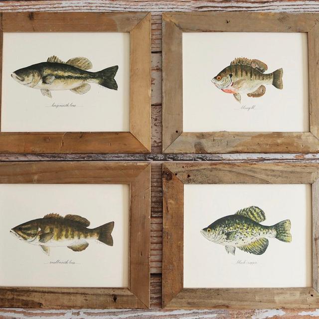 Freshwater Fish Art Prints | Set of 4 | Bluegill Bream, Largemouth Bass, Smallmouth, Black Crappie