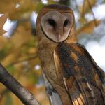 Ohio Bird Sanctuary