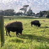 Golden Gate Park