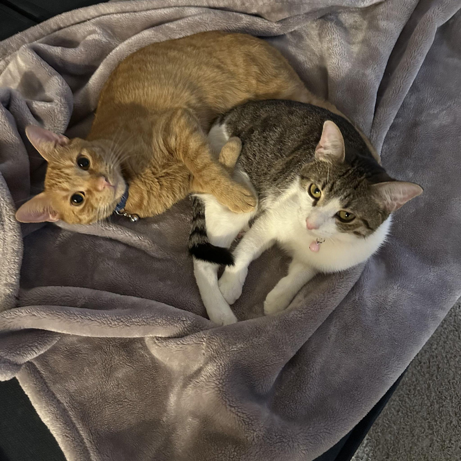 Of course, we had to include our fur babies, Toast and Maggie.