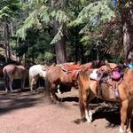 Horseback Riding