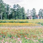 The Perfect Picks Flower Farm