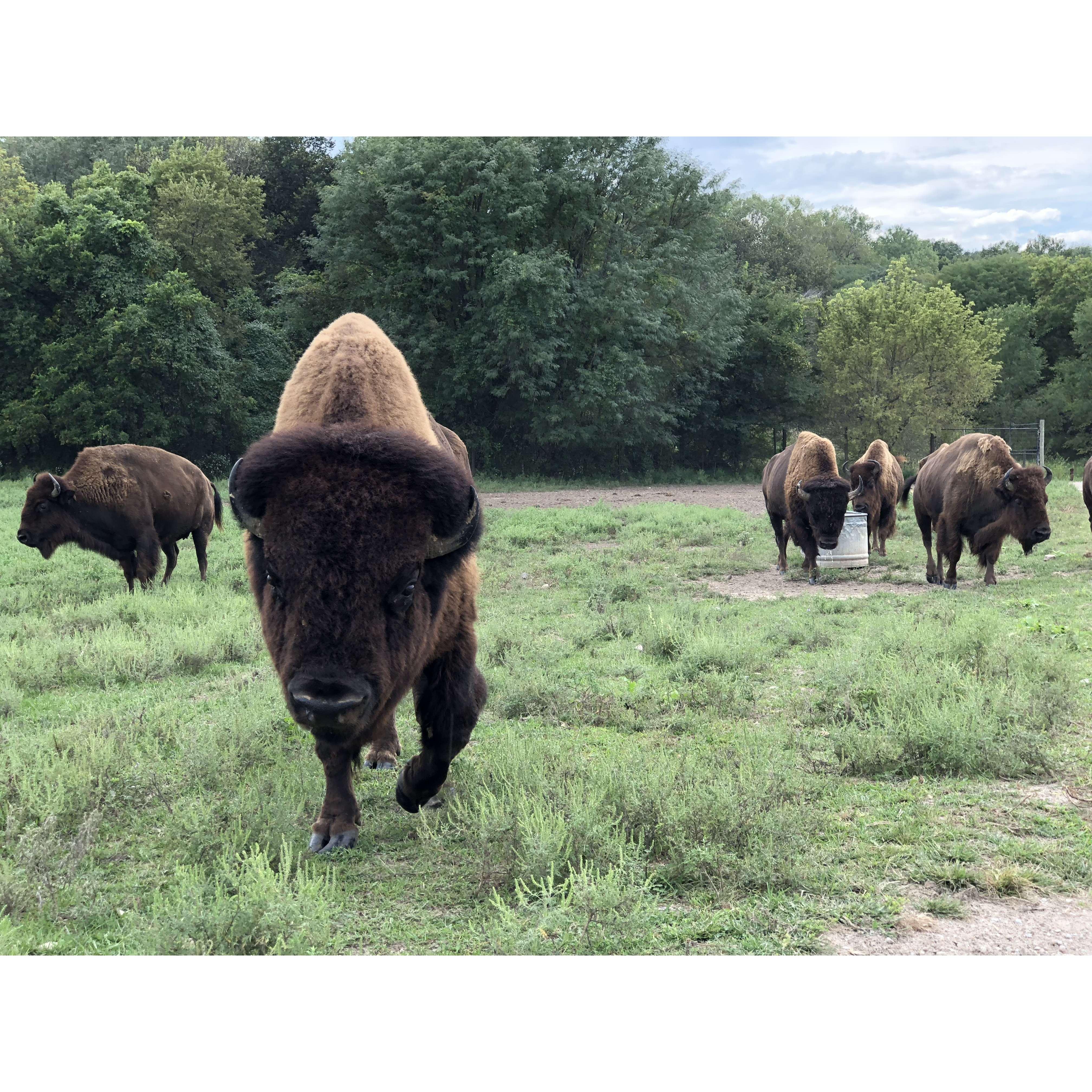 Maureen: Kristen and I went to a Wildlife Safari together in Omaha. This bison ran up to my side of the car and I jumped into Emmie’s lap.