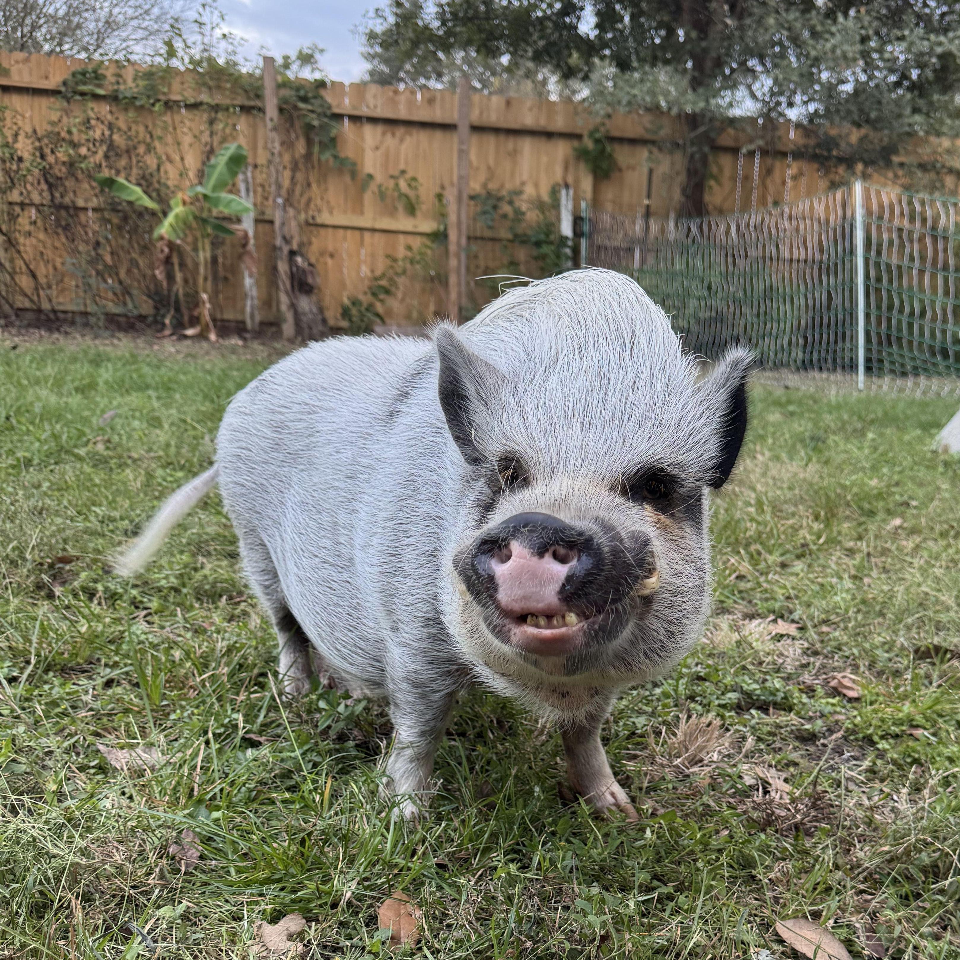 Welcome to the family, Slim Piggins!