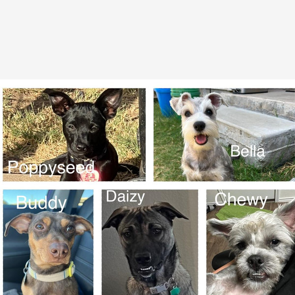 Honeymoon Pet Sitter for our lovely 5pack