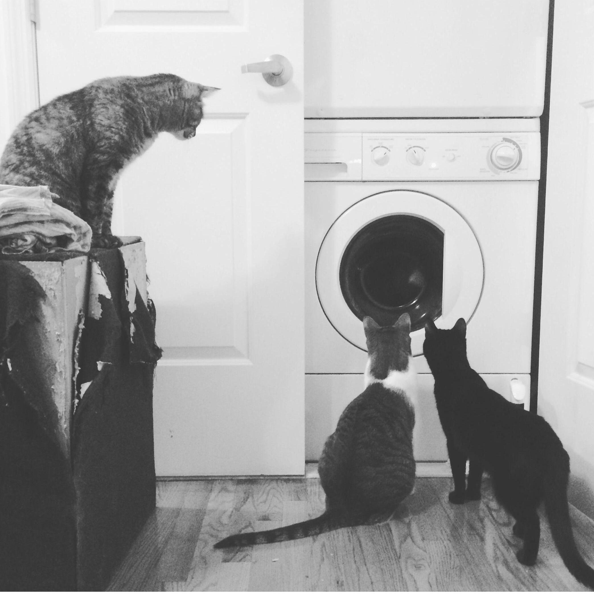 The first summer we combined homes and Macky, Orion, and Oolong found they had something in common.