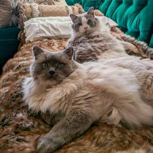 Aslan & Figaro