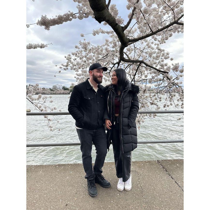 Washington DC cherry blossoms.