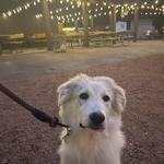 Whitnall Beer Garden