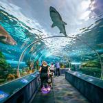 Ripley's Aquarium of the Smokies