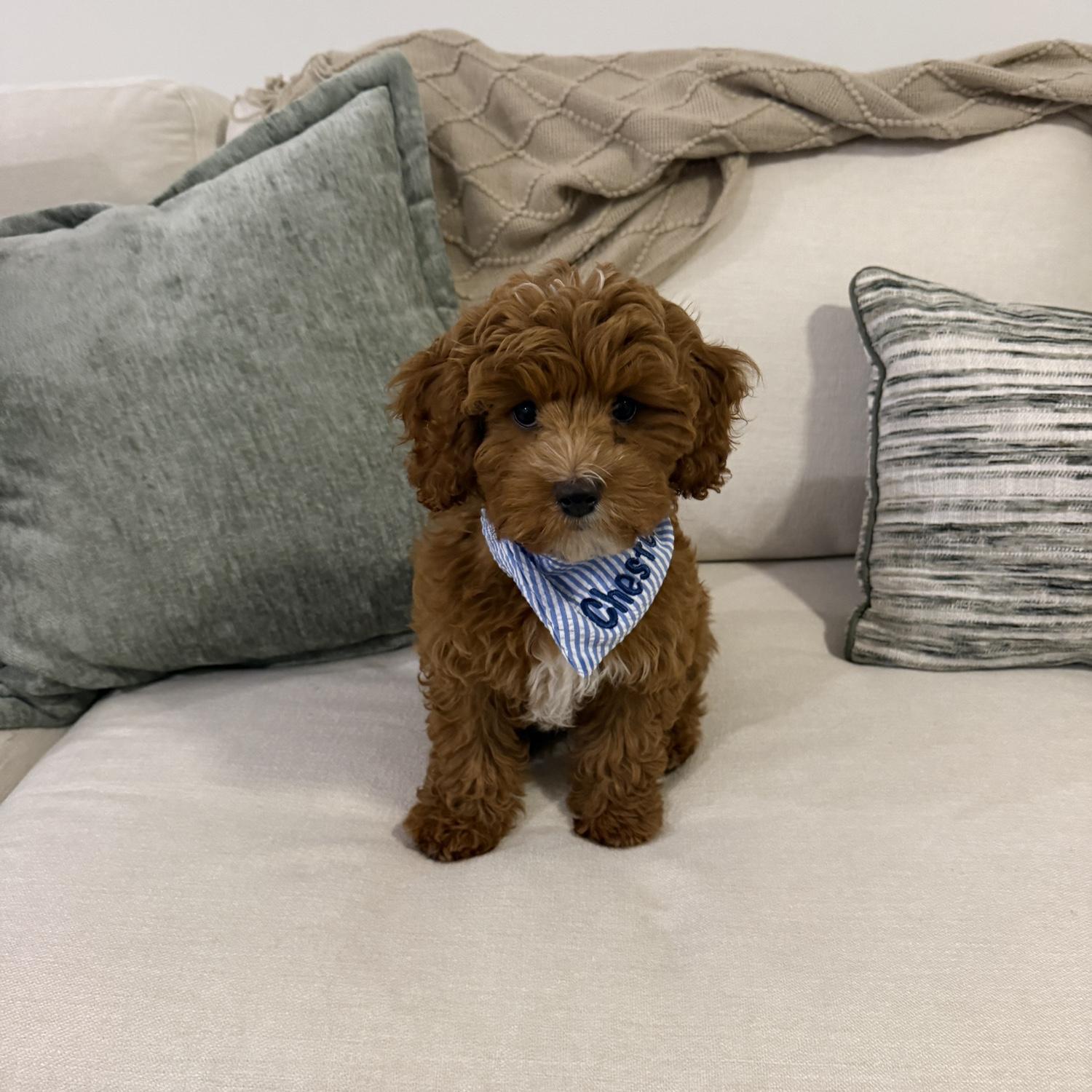 Our newest addition to the family!