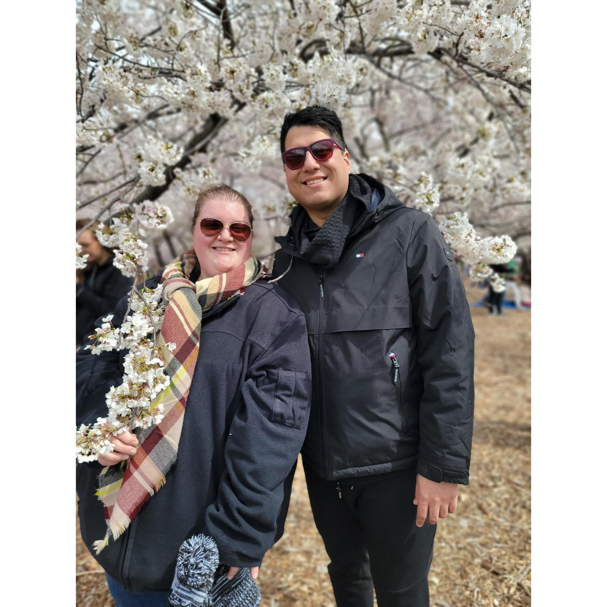 Cherry Blossoms in Washington D.C.