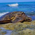 Laniakea Beach