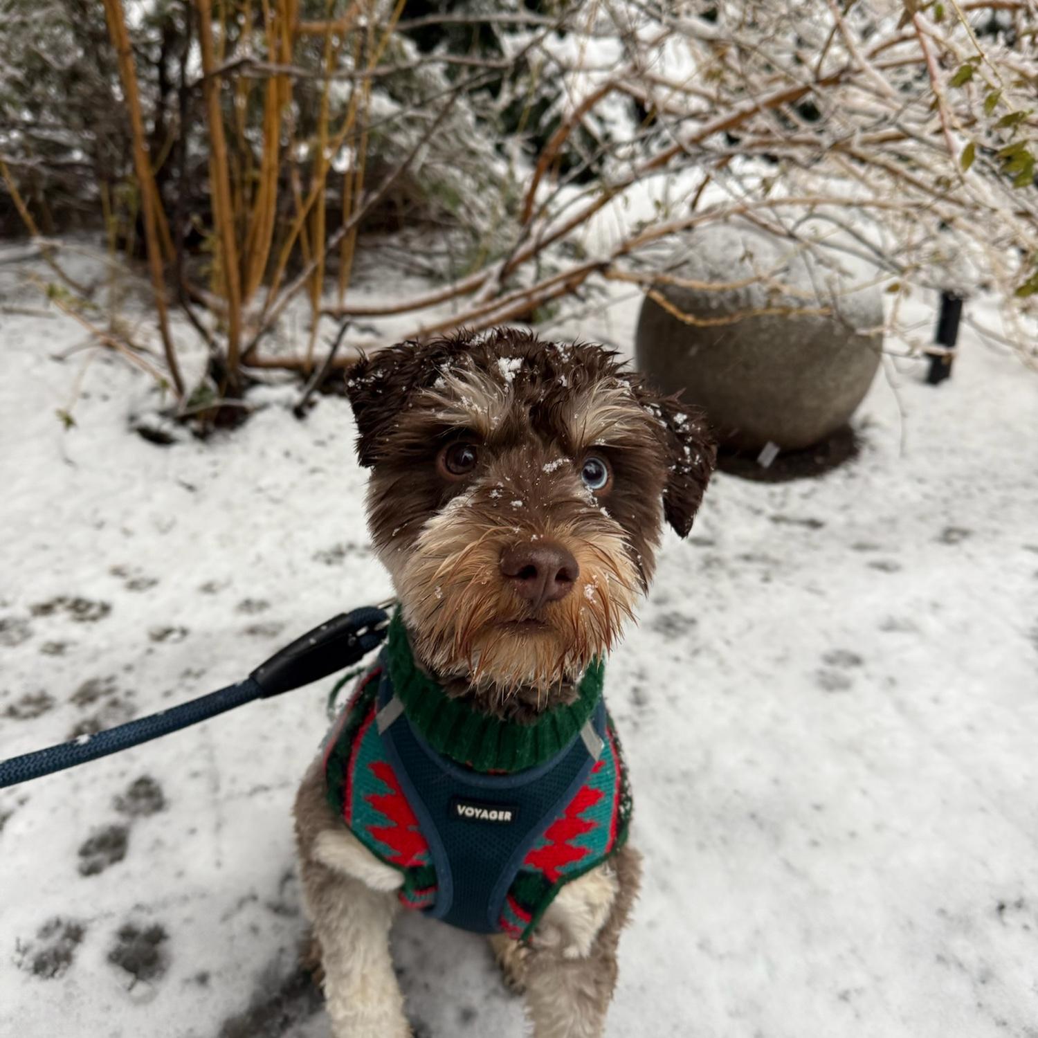 Wellington loves the snow!